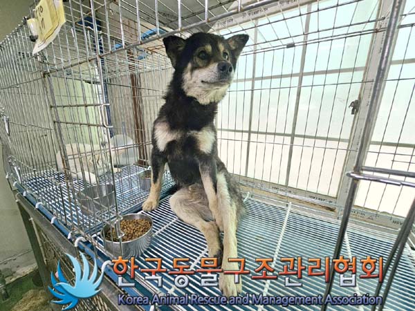 종료(안락사) 믹스…